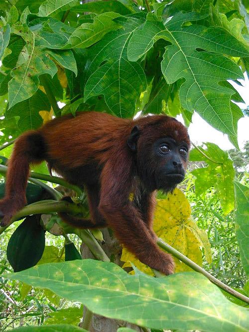 baby red howler monkey